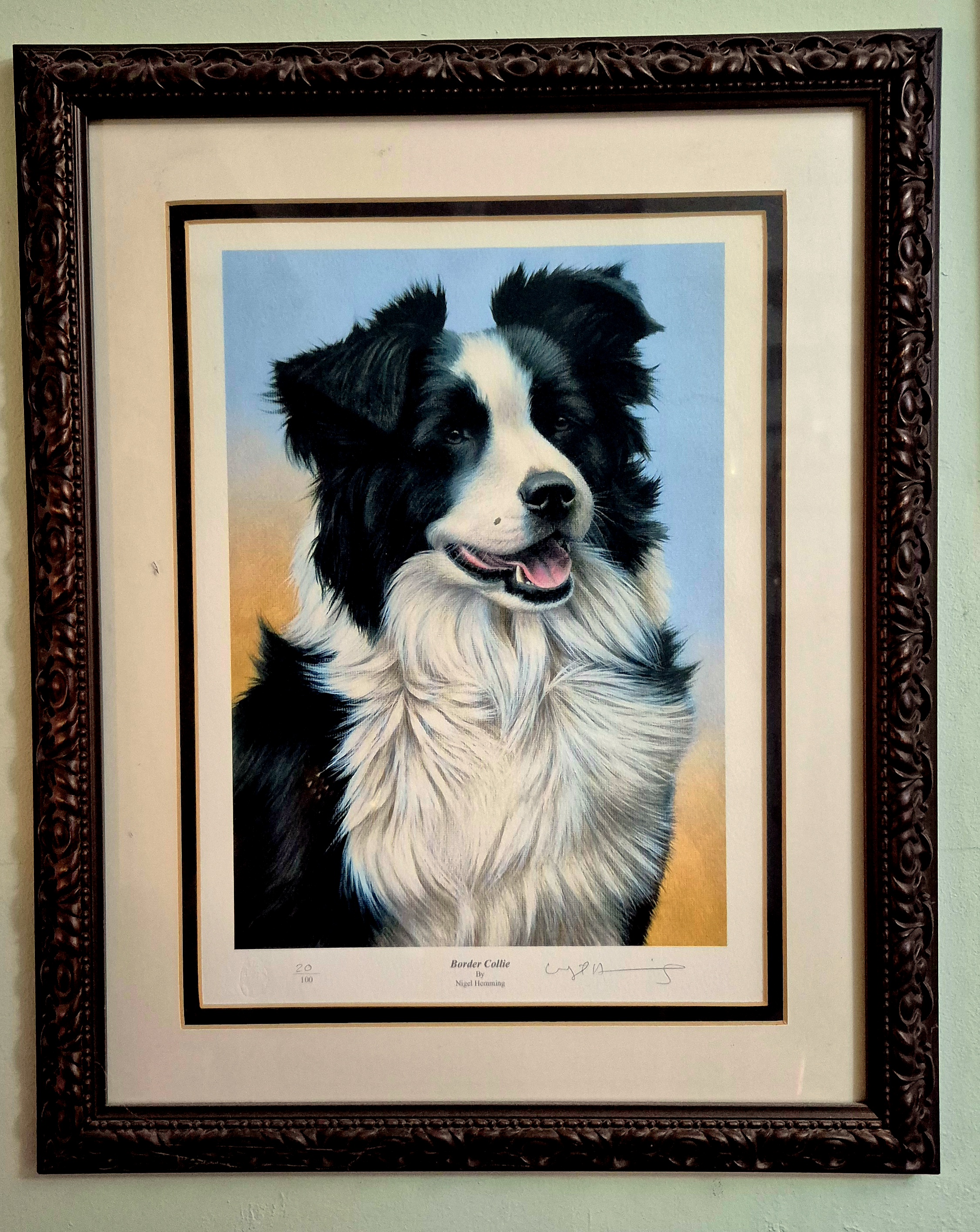 Framed and glazed print 'Border Collie' by Nigel Hemming, Pr
