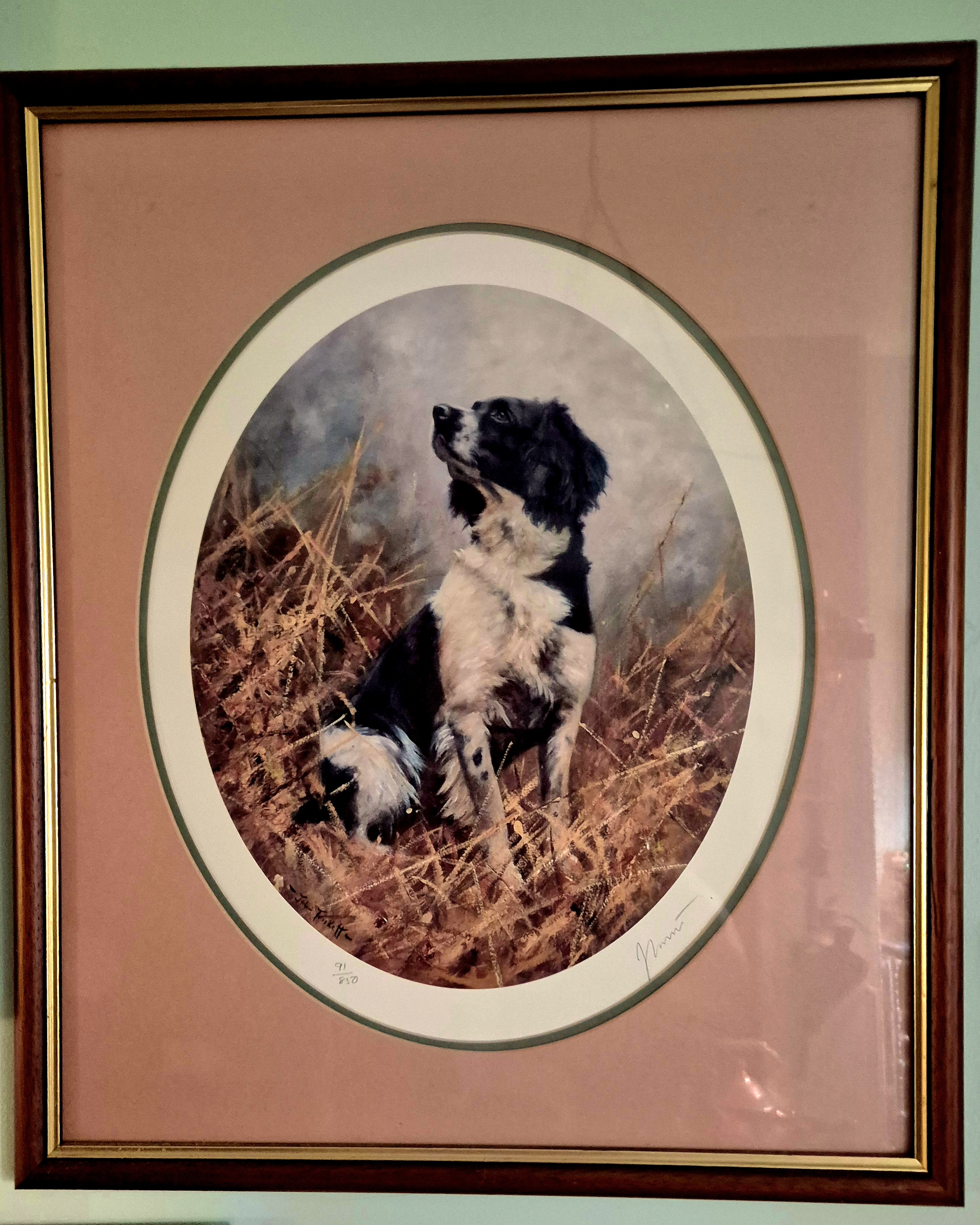 Framed and glazed print of a spaniel 91/110